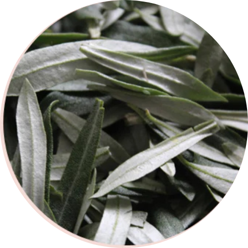 Sea Bukcthorn Leaves