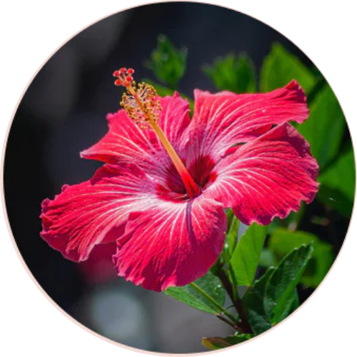 Hibiscus