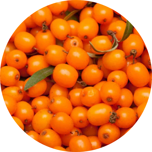 Sea Buckthorn Berries